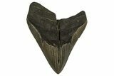 Fossil Megalodon Tooth - Georgia #338624-1